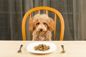 How Many Calories Should My Dog Eat Per Day