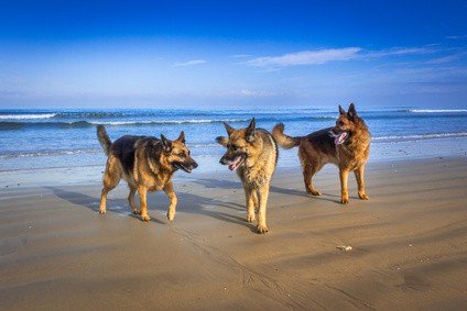 different types of german shepherds
