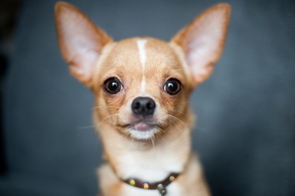 chihuahua portrait