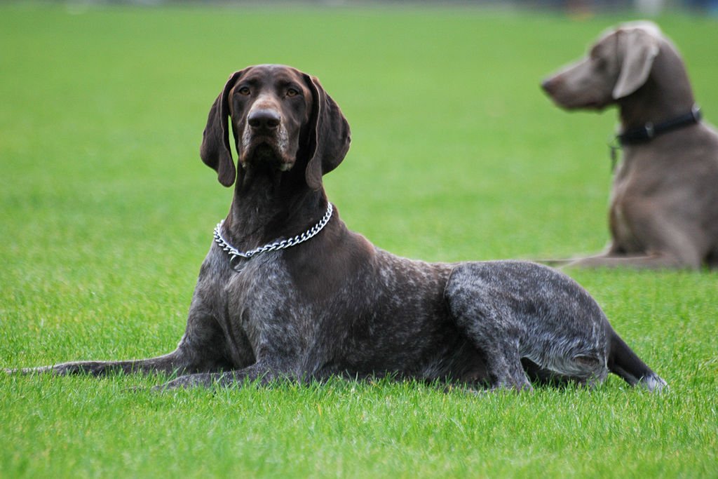 german shorthaired pointer