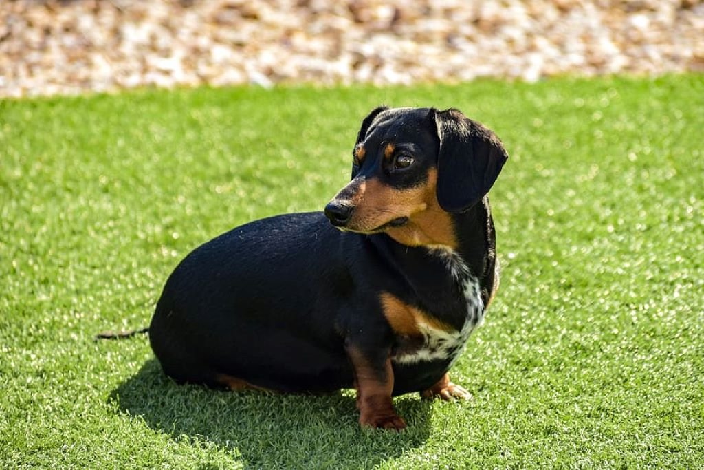 black and brown dachshund puppy on green grass