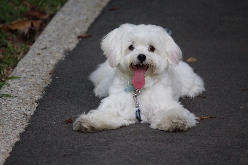 adorable young maltese dog lying on the road