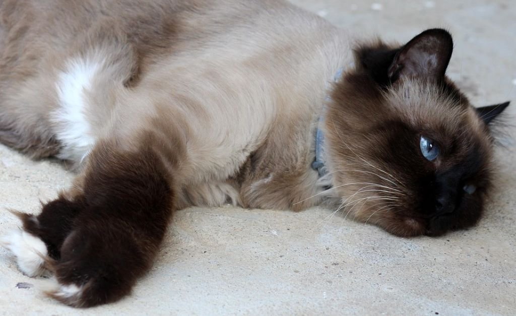 cat burmese tired and lazy