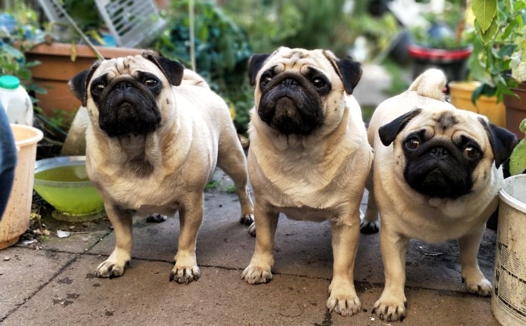 three cute pugs outdoors