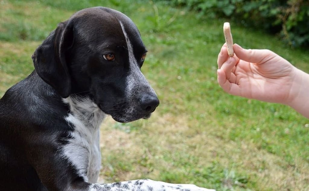 black and white hunting dog learning obedience