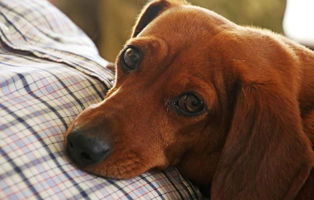 sad red dachshund lying down