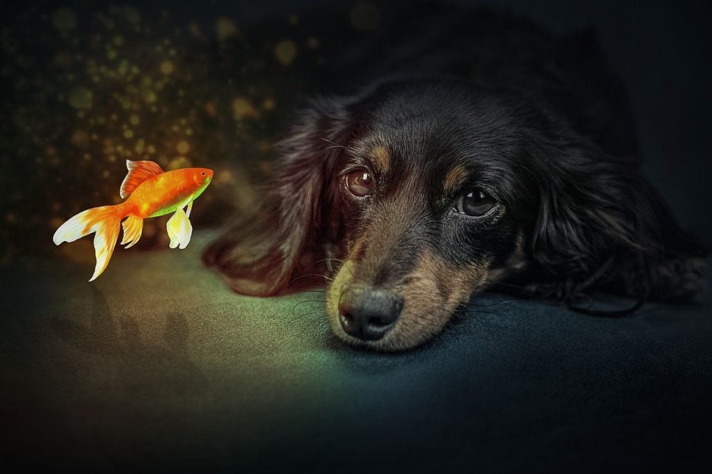 benefits of fish tank for dog owners
