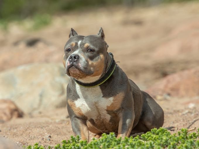 micro pocket american bully