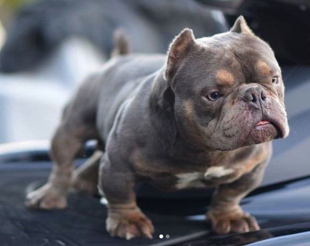 mini american bully