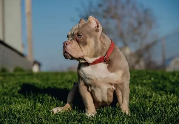 pocket bully breed