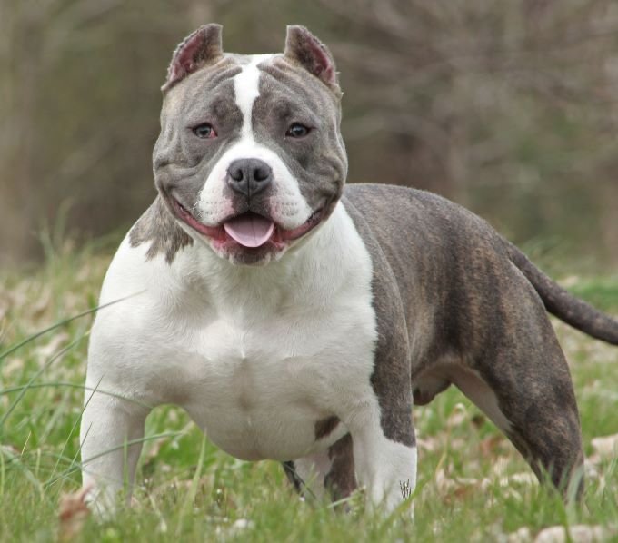 pocket bully breed